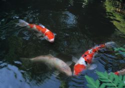 RETIRADA DE PEIXES TER MAIOR FISCALIZAO